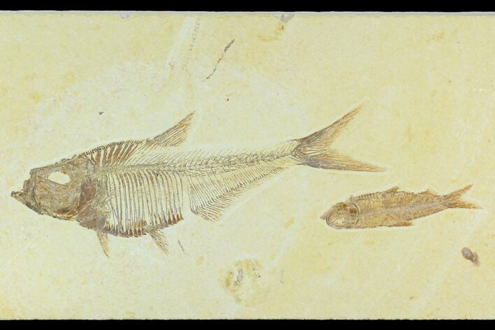 Diplomystus With Knightia Fossil Fish - Green River Formation #130218